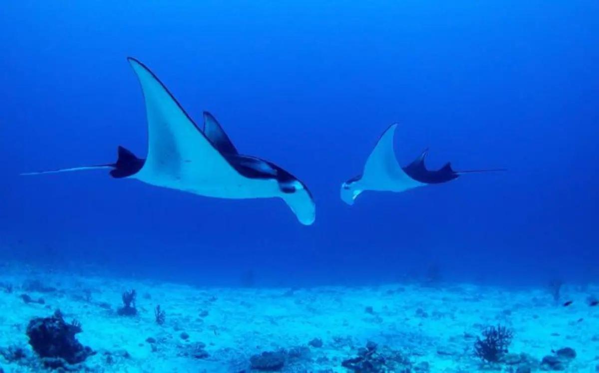 White Sandy Beach-Best Manta Snorkeling Tethi Экстерьер фото