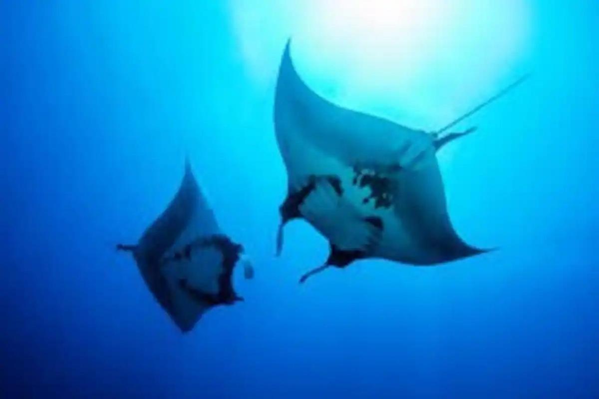 White Sandy Beach-Best Manta Snorkeling Tethi Экстерьер фото
